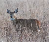 deer in field